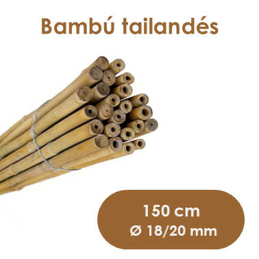 Bambú tailandés 150 cm Ø 18/20 mm