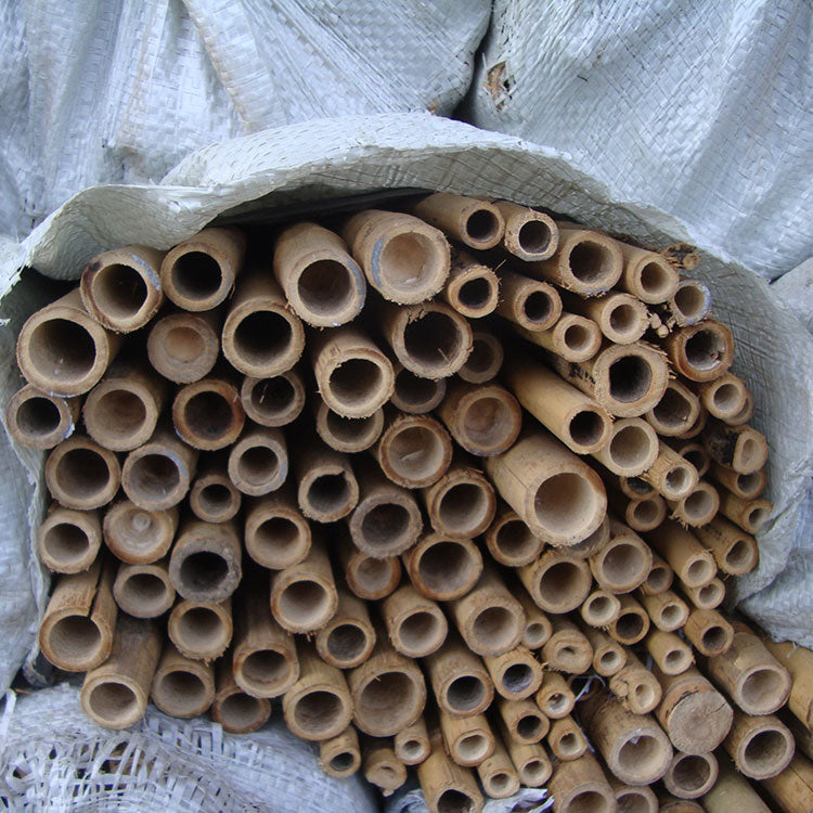Bambú chino 1,5 m Ø 10/12 mm