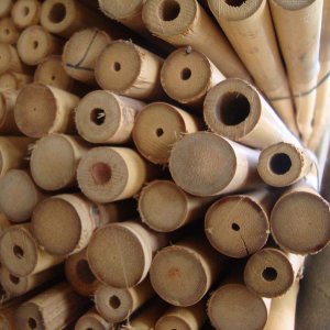 Bambú tailandés 120 cm Ø 20/22 mm