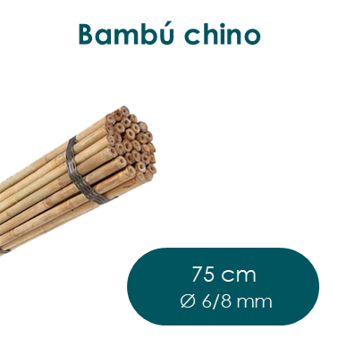 Bambú chino 75 cm Ø 6/8 mm